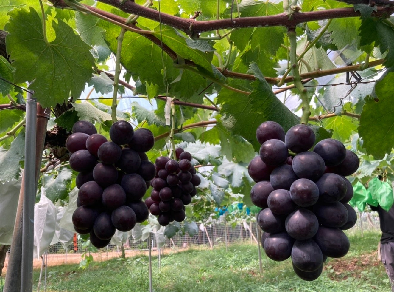 八天堂ぶどう園「藤稔」