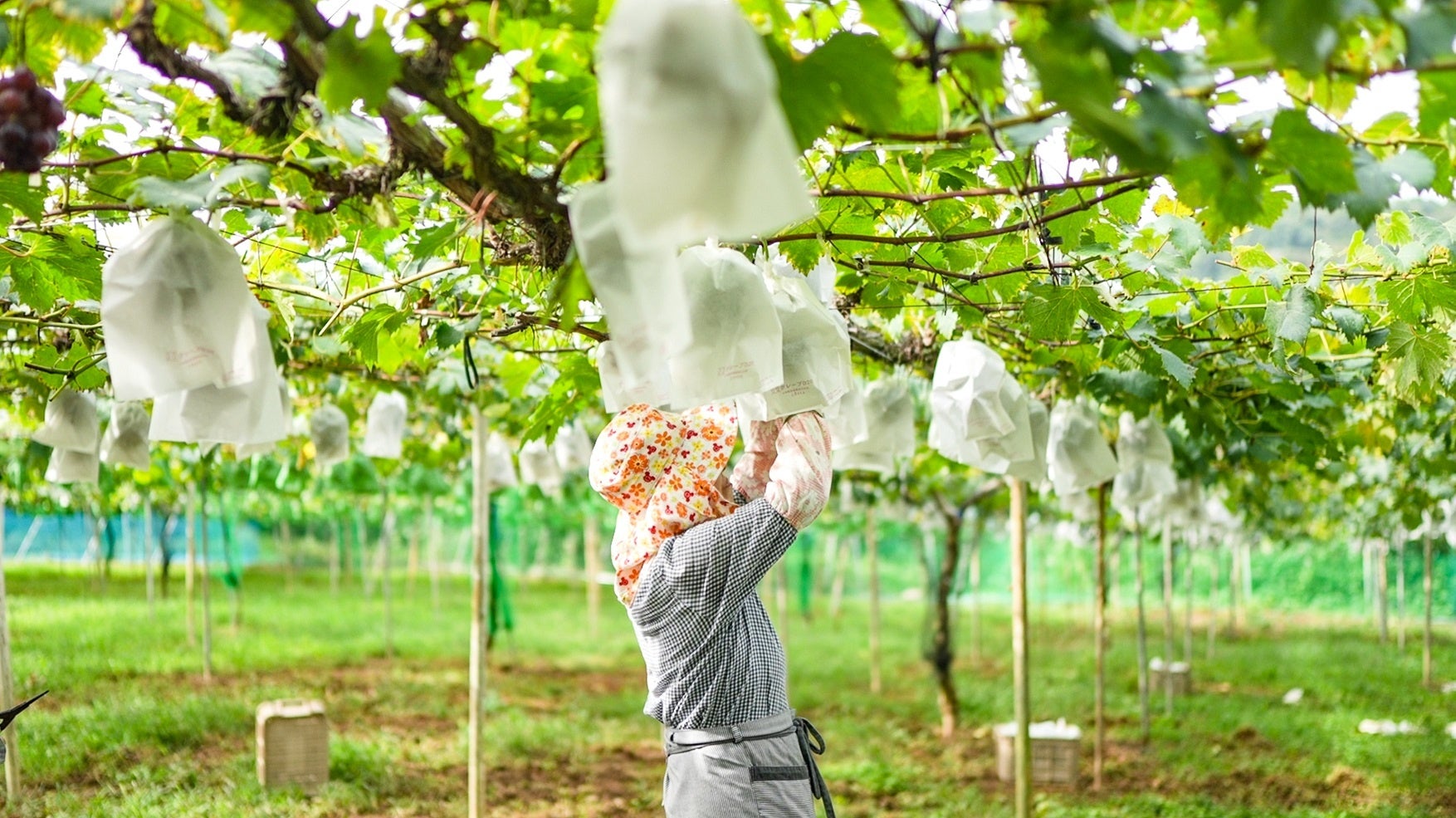 「八天堂ぶどう園」（イメージ）