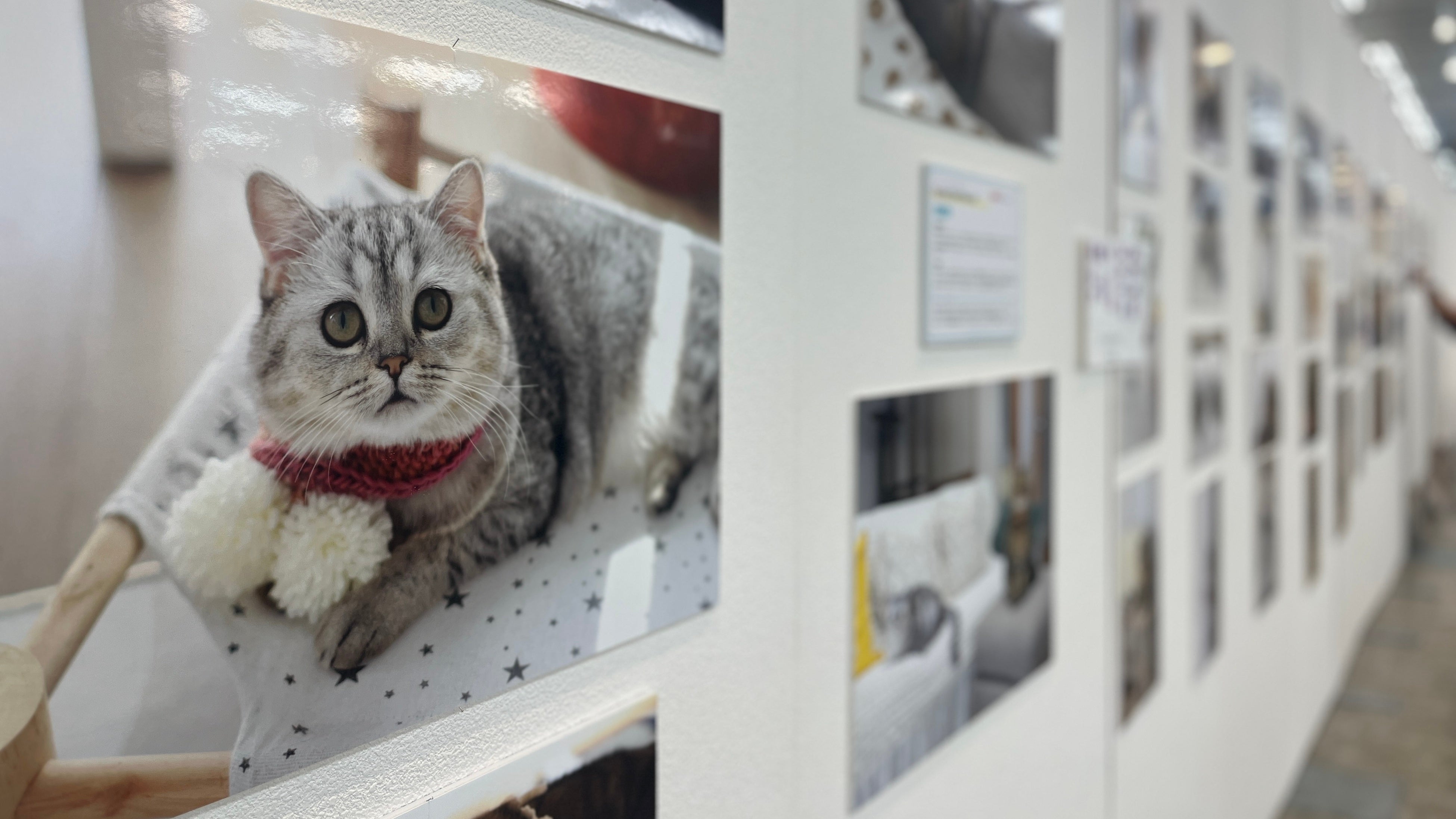 「ねこ休み展」の様子