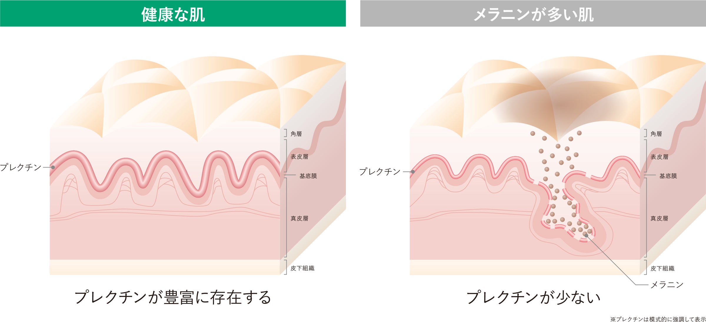 髪に、蜜のヴェール。今年リニューアルした「MYHONEY REMEDY」から期間限定の特別コフレが登場!