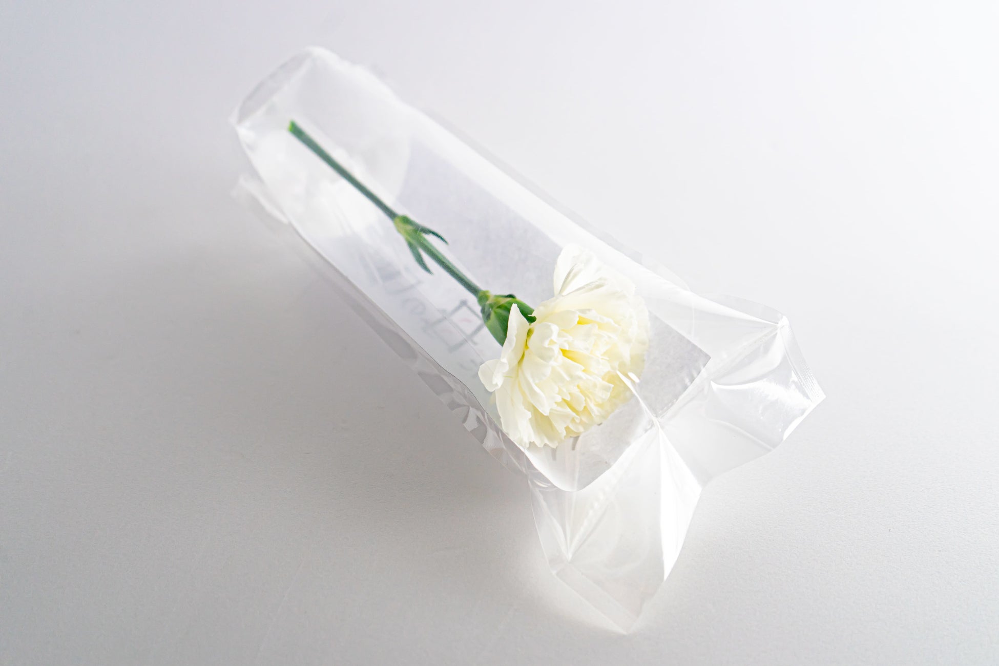 亡き母へ 白のカーネーション 渋谷路上配布会 のお知らせ 株式会社むじょうのプレスリリース 亡き母へ 白のカーネーション 渋谷路上配布会 のお知らせ 株式会社むじょうのプレスリリース