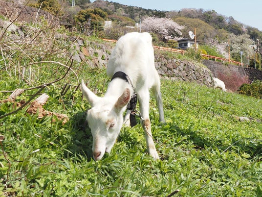 湯河原の地に新たな命。湯河原・スピルバーグ・ヤギポートで子ヤギが誕生 湯河原の地に新たな命。湯河原・スピルバーグ・ヤギポートで子ヤギが誕生