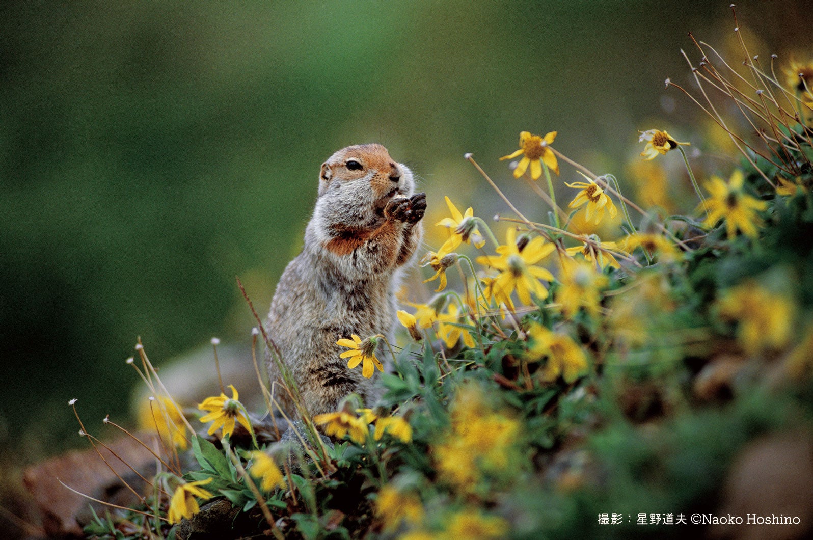 ≪ホッキョクジリス≫