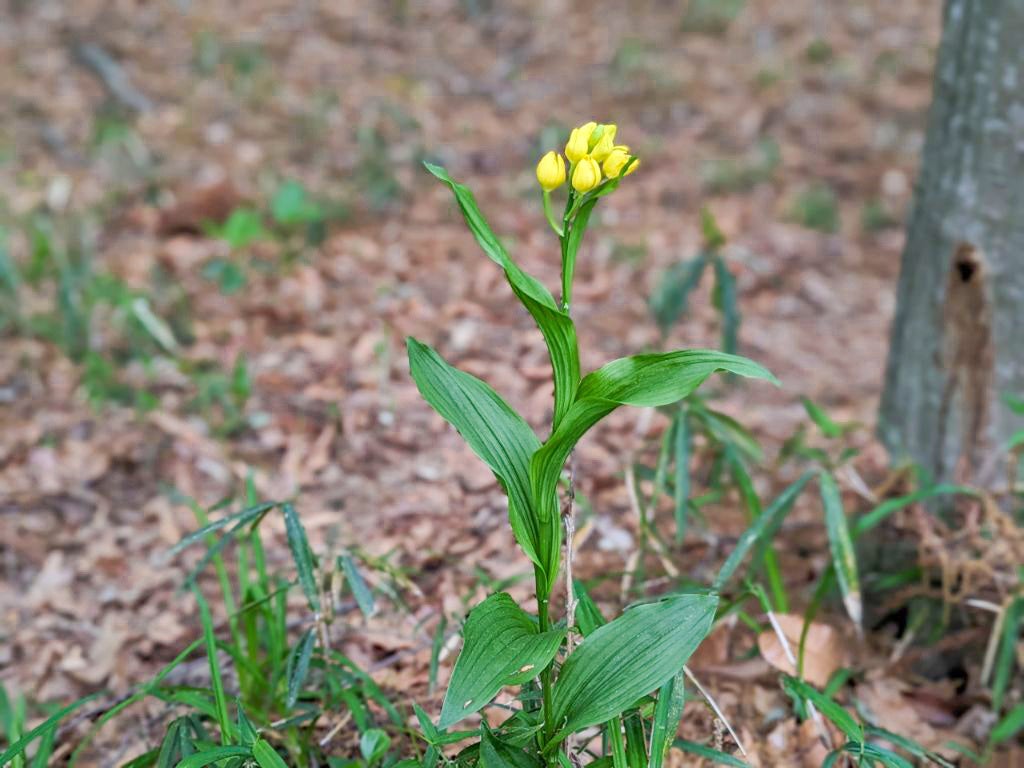 子供公園のキンラン2