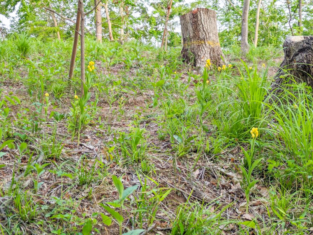 子供公園のキンラン4