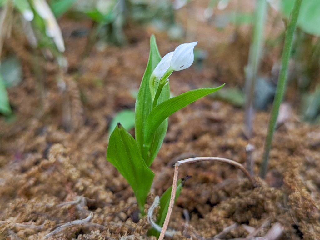 近縁種のギンラン