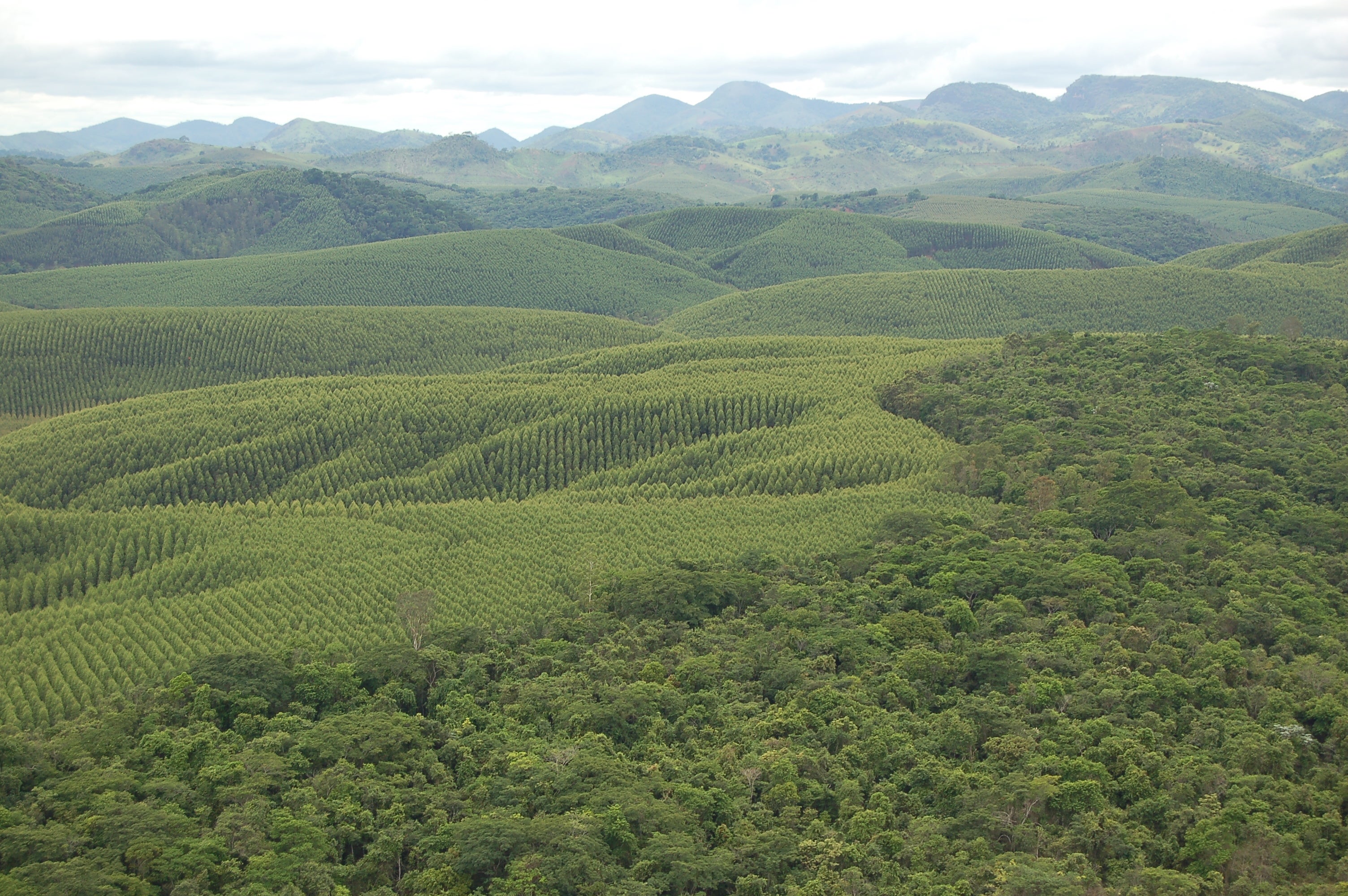 CENIBRA・ブラジル