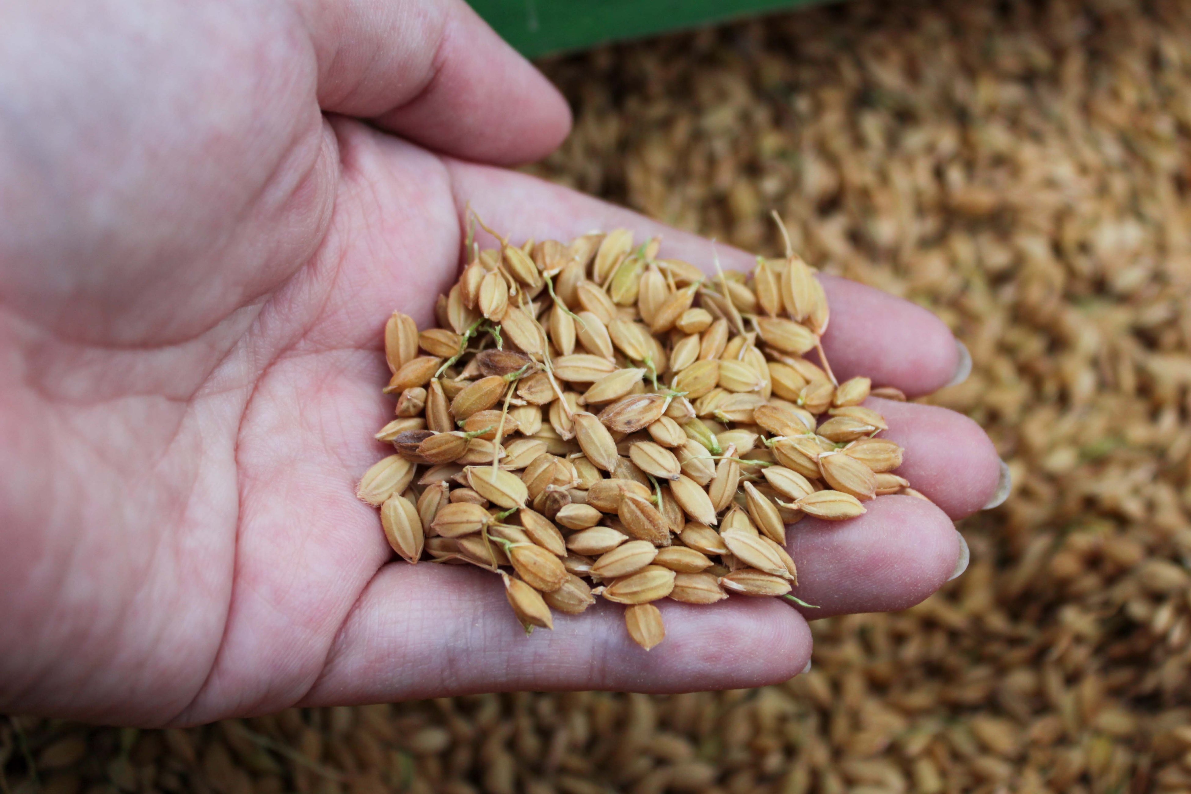 粒の大きさコシヒカリの1.5倍ほどで日本最大級のサイズ。