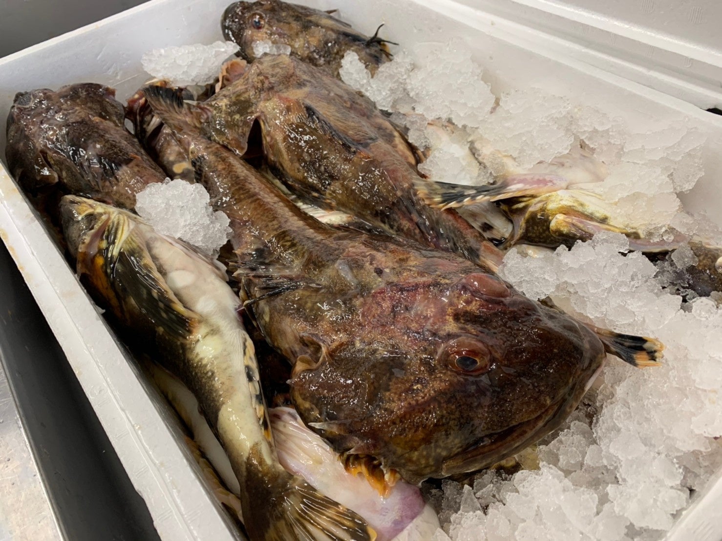 仕入れたかじか