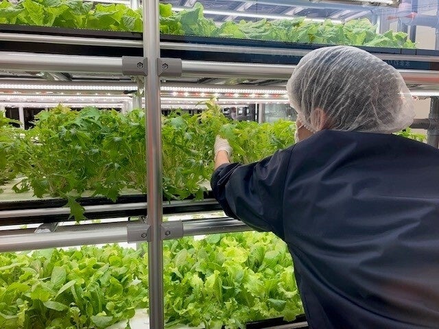 レタス・ルッコラ・イタリアンパセリ・パクチーなどを作っています。