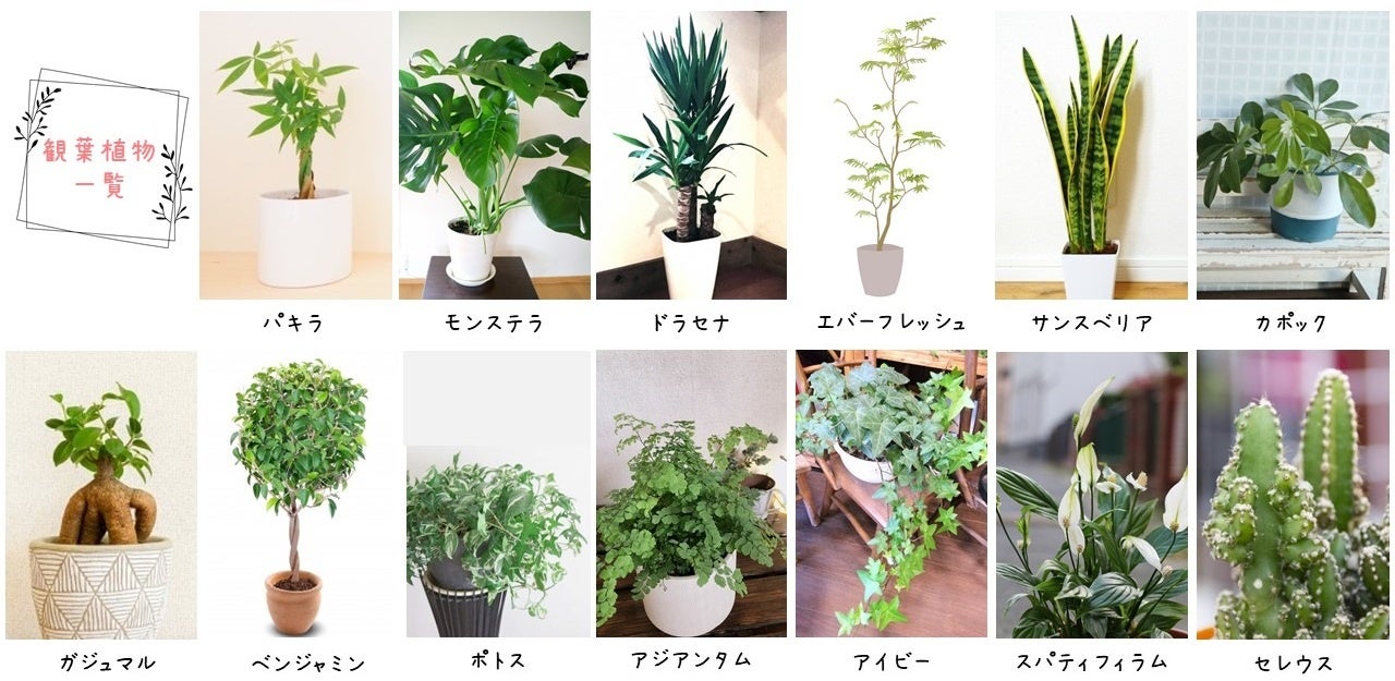 約95 が自宅に観葉植物ありと回答 11鉢以上は 超も 自宅にある観葉植物1位 サンスベリア 2位 パキラ 専門家が解説 部屋別 幸運を引き寄せる観葉植物 株式会社 G Proportion アーキテクツのプレスリリース 約95 が自宅に観葉植物ありと回答 11鉢以上は 超も 自宅にある観葉植物1位 サンスベリア 2位 パキラ 専門家が解説 部屋別 幸運を引き寄せる観葉植物 株式会社 G Proportion アーキテクツのプレスリリース