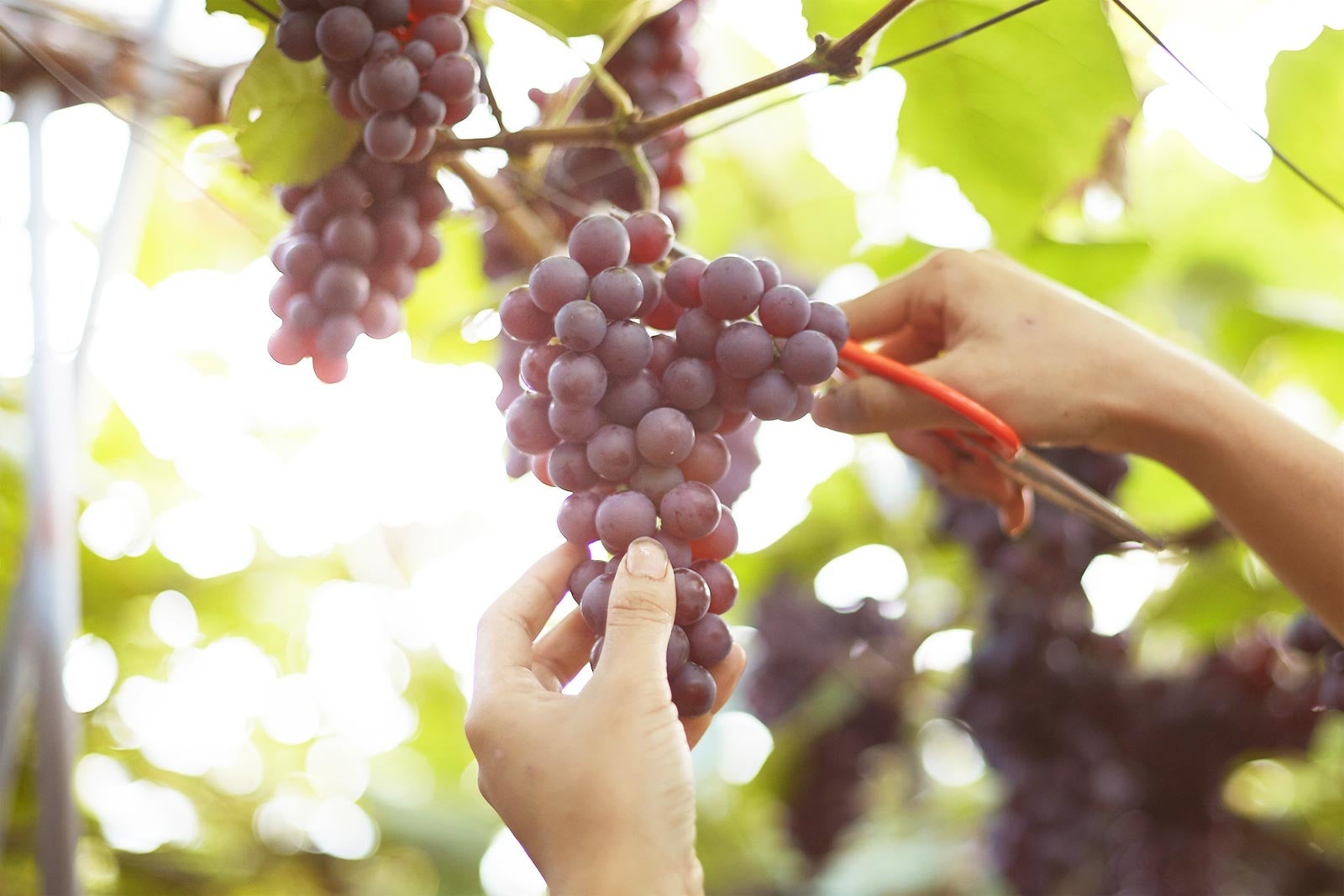 デラウエア（©️Fattoria AL FIORE）