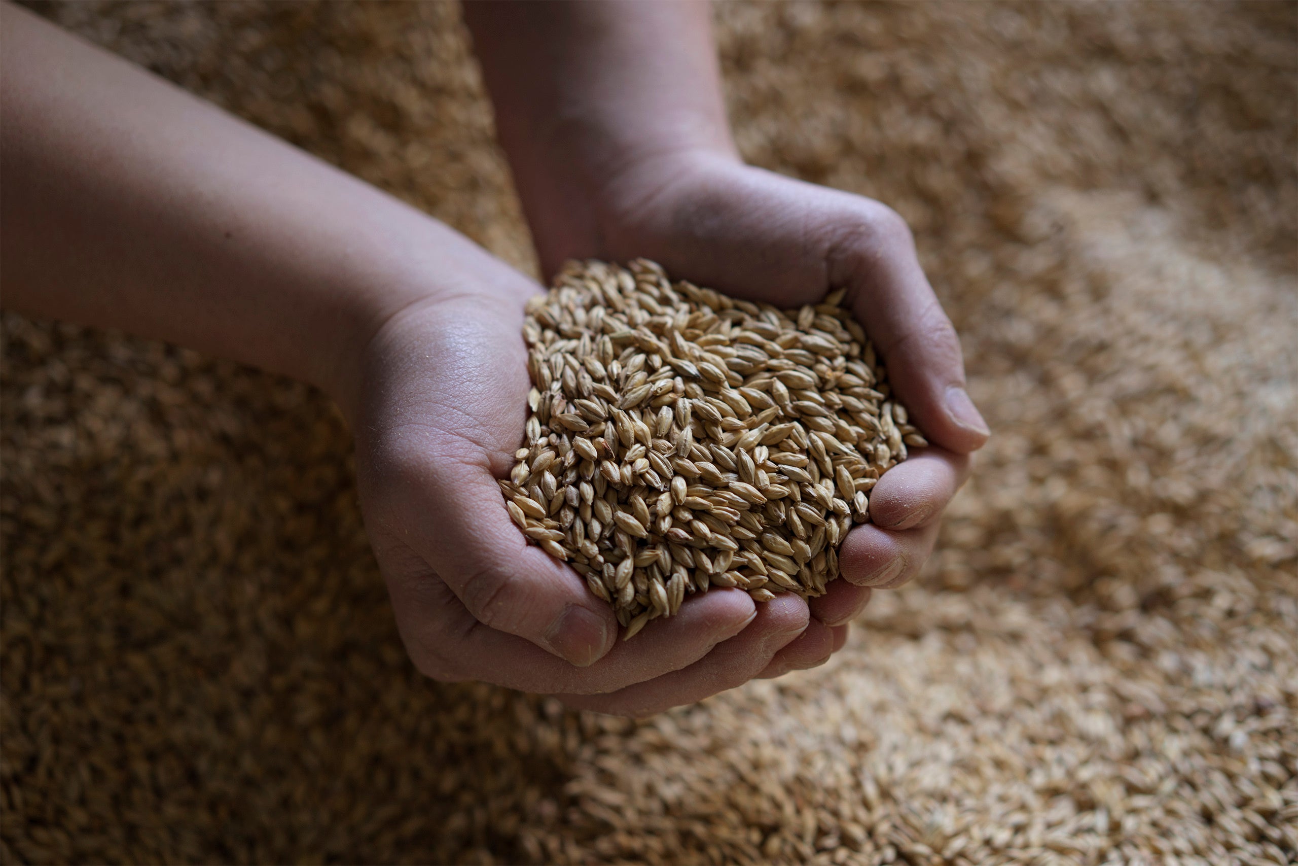 麦芽（©️COEDO）