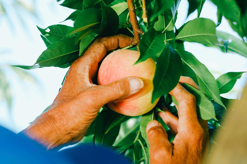 桃（©️株式会社陽と人）