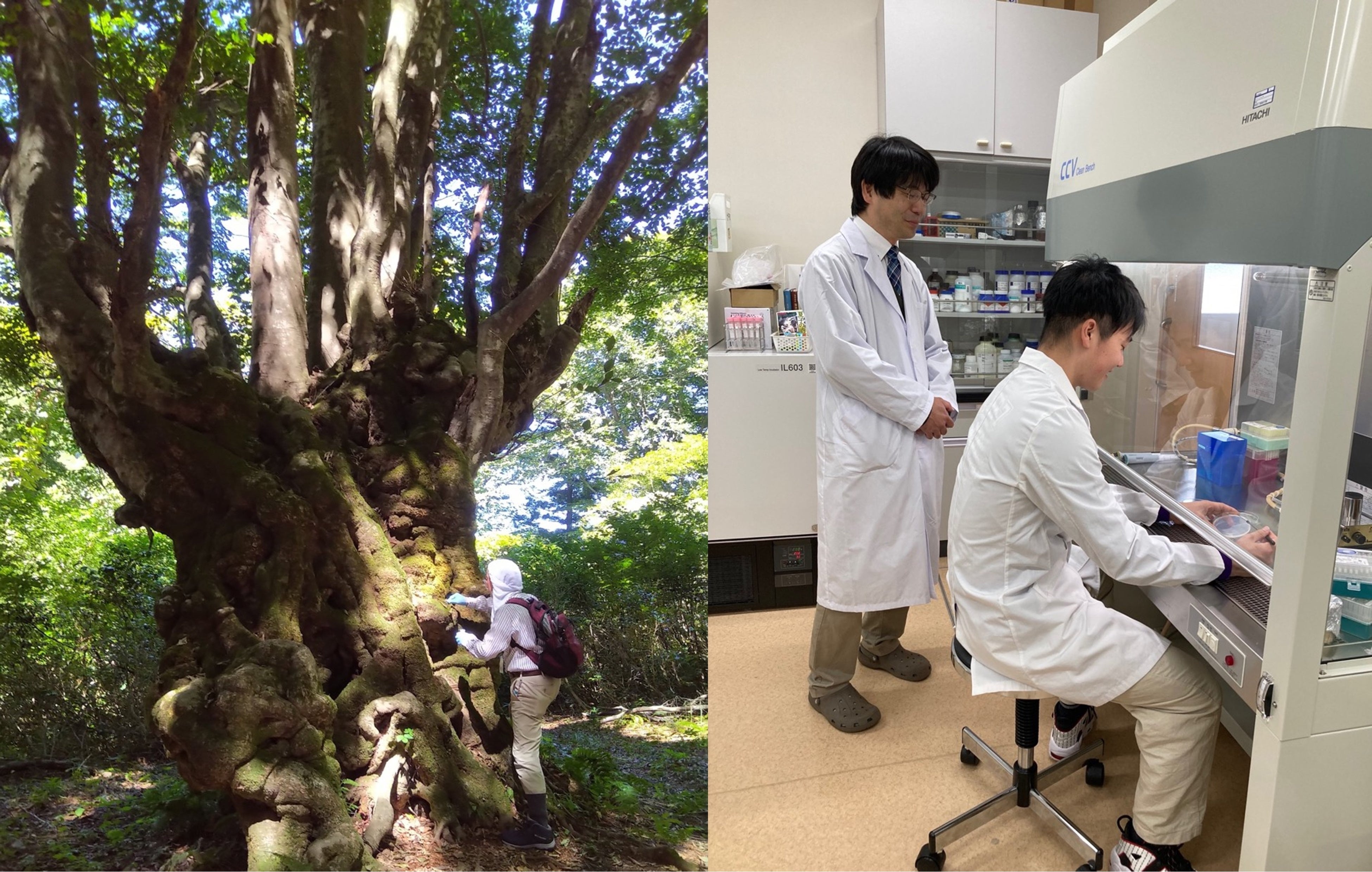 「ししのくらの森」での試料採取と、酵母の育種実験の様子