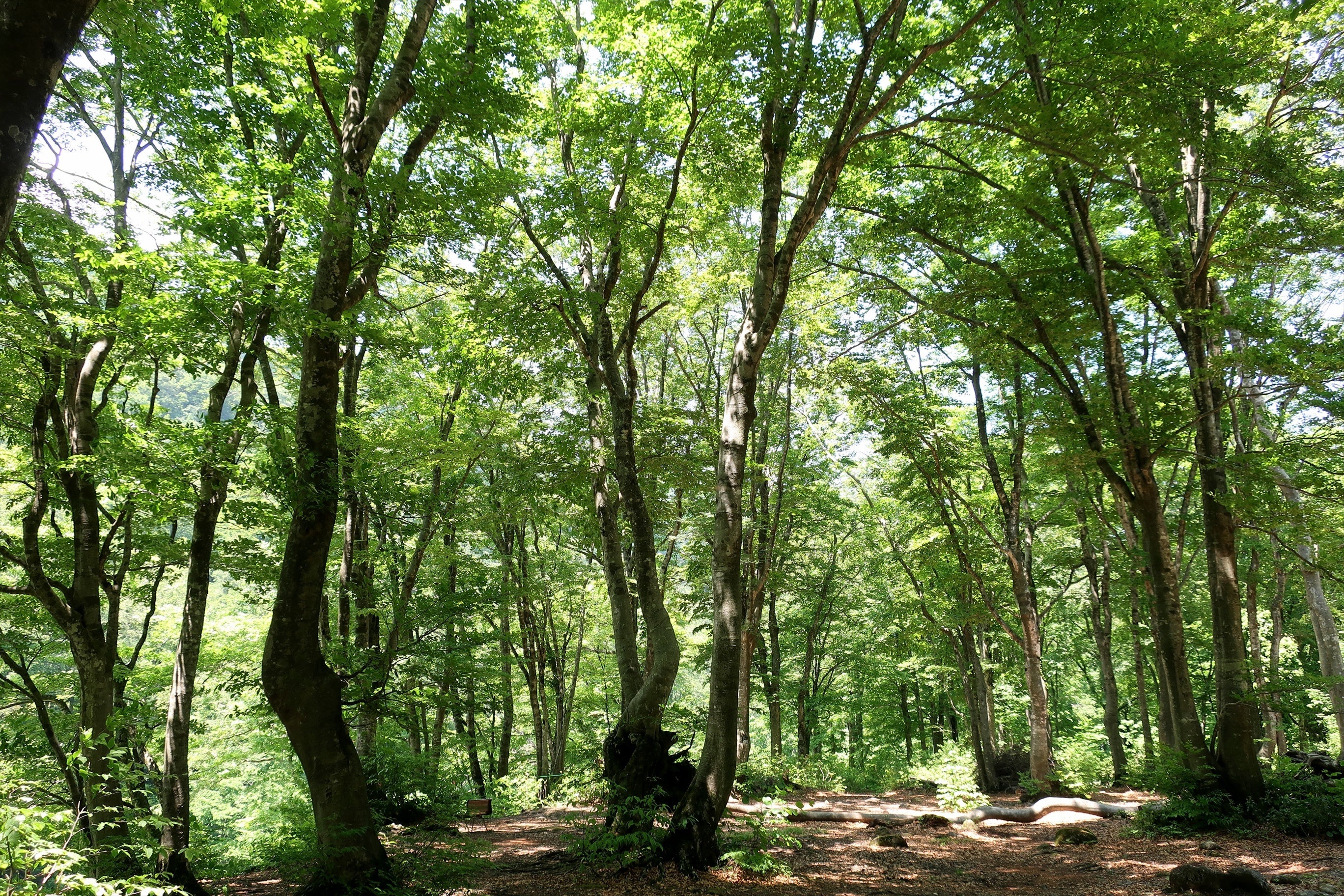 奥胎内のブナ林