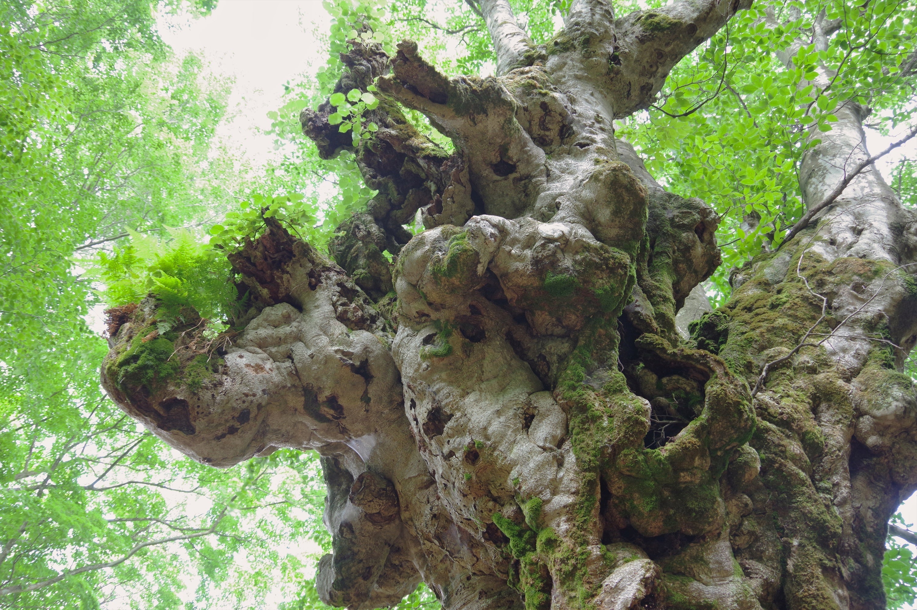 ブナの巨大異形樹