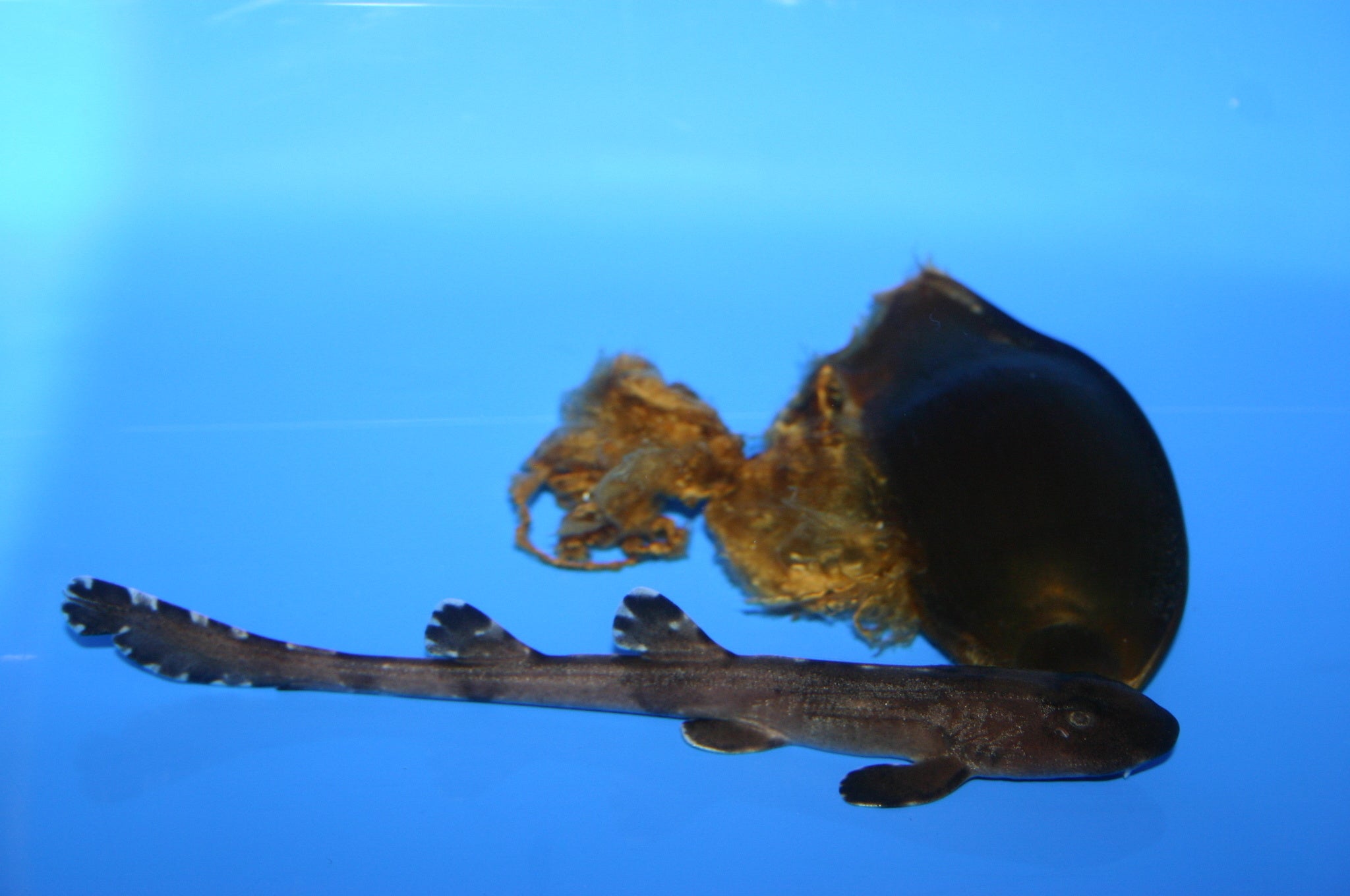 アラビアンカーペットシャーク