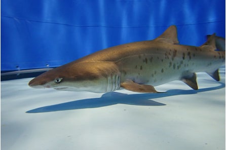 アクアワールド茨城県大洗水族館 サメの飼育 展示種類数日本一の水族館 で日本初のシロワニ繁殖に成功 日本初 シロワニの赤ちゃん誕生 2021年6月17日 公益財団法人いばらき文化振興財団のプレスリリース アクアワールド茨城県大洗水族館 サメの飼育 展示種類数日本一の水族館 で日本初のシロワニ繁殖に成功 日本初 シロワニの赤ちゃん誕生 2021年6月17日 公益財団法人いばらき文化振興財団のプレスリリース