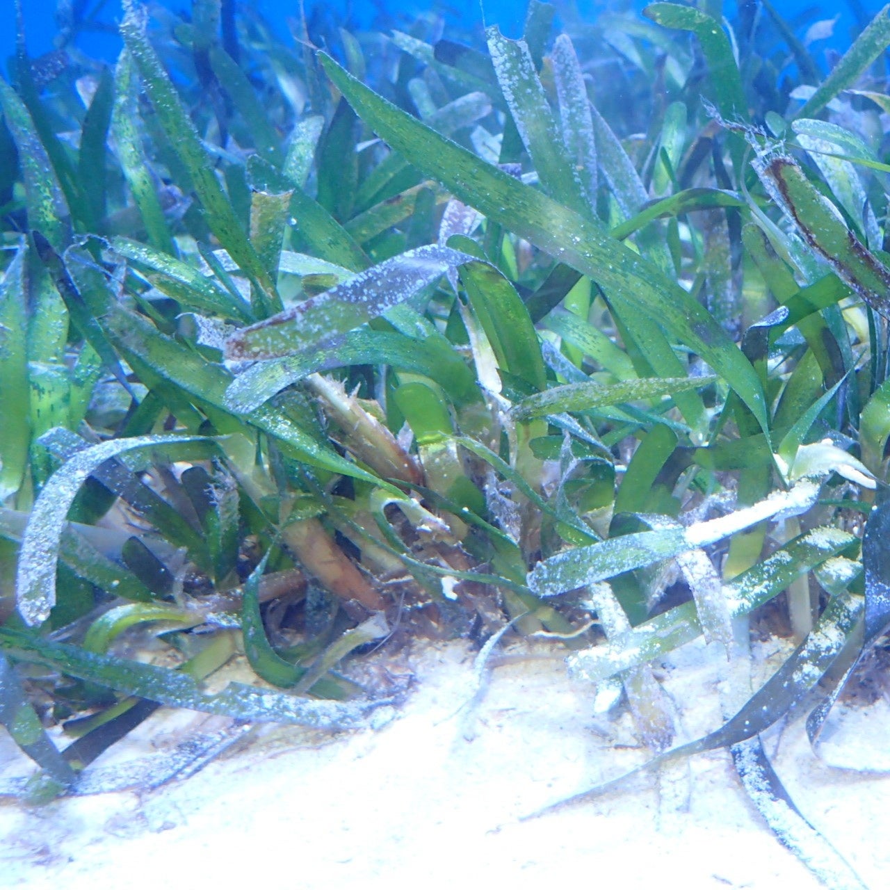 リュウキュウスガモ