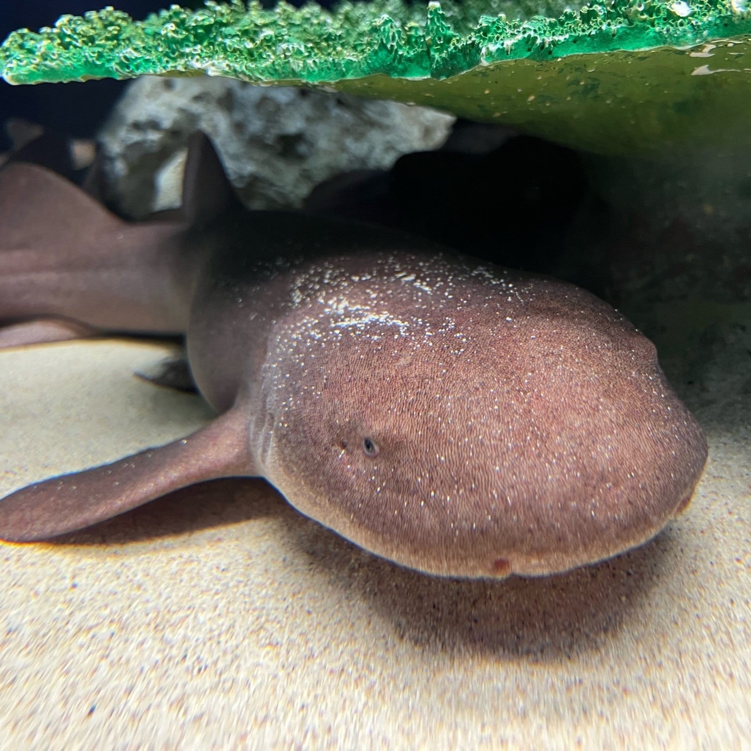 ショートテールナースシャーク