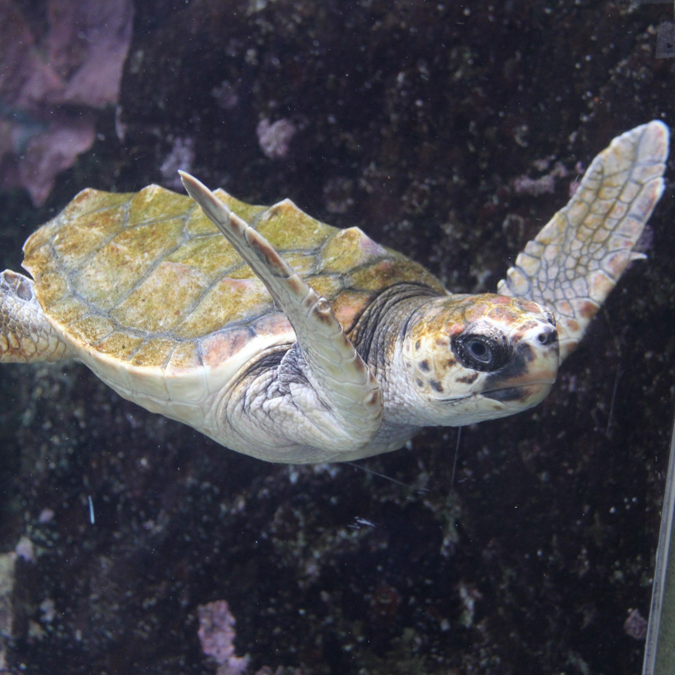 アカウミガメのこども