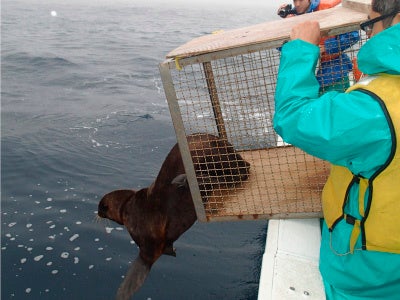 キタオットセイ保護活動の様子