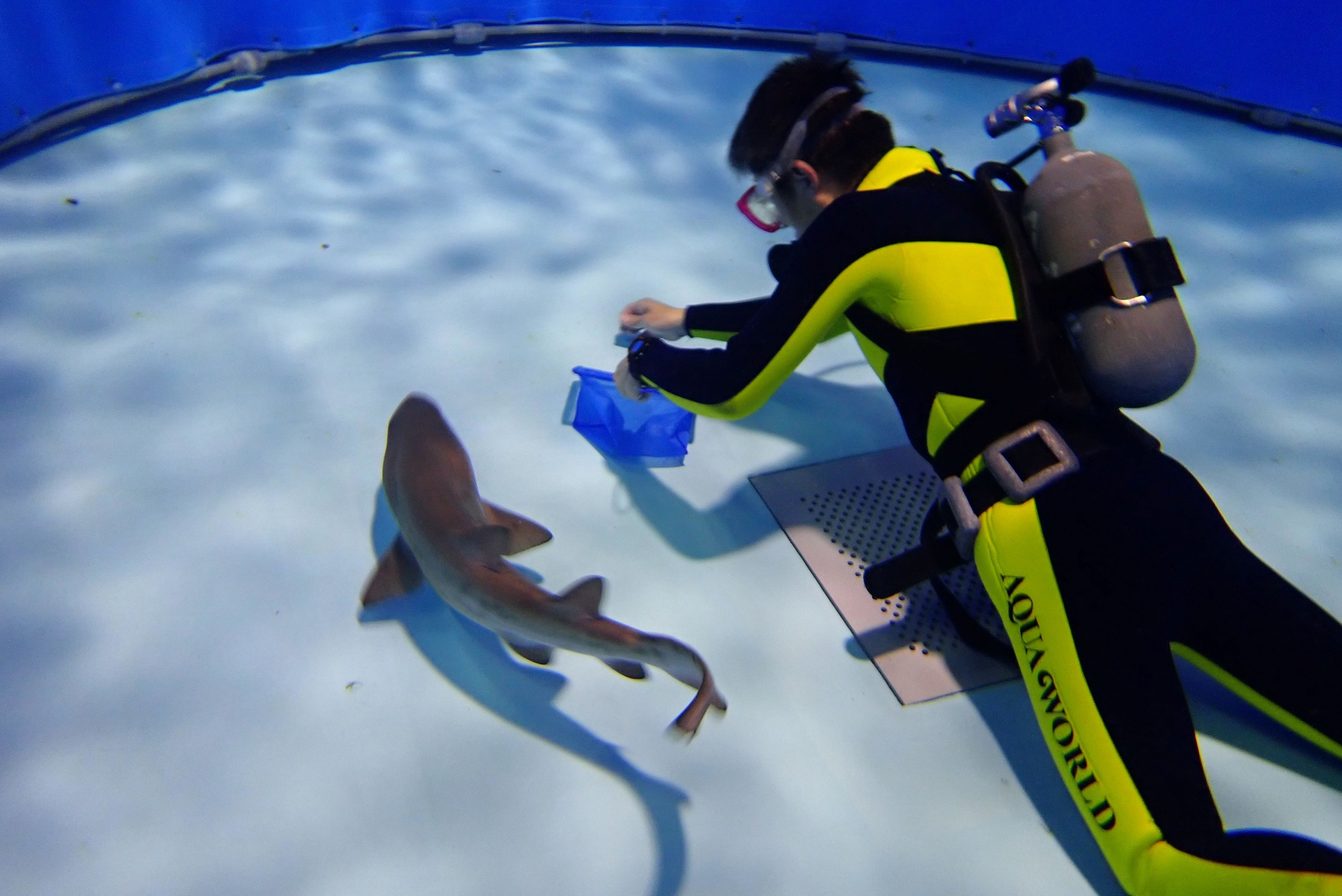 日本初繁殖のシロワニの赤ちゃん