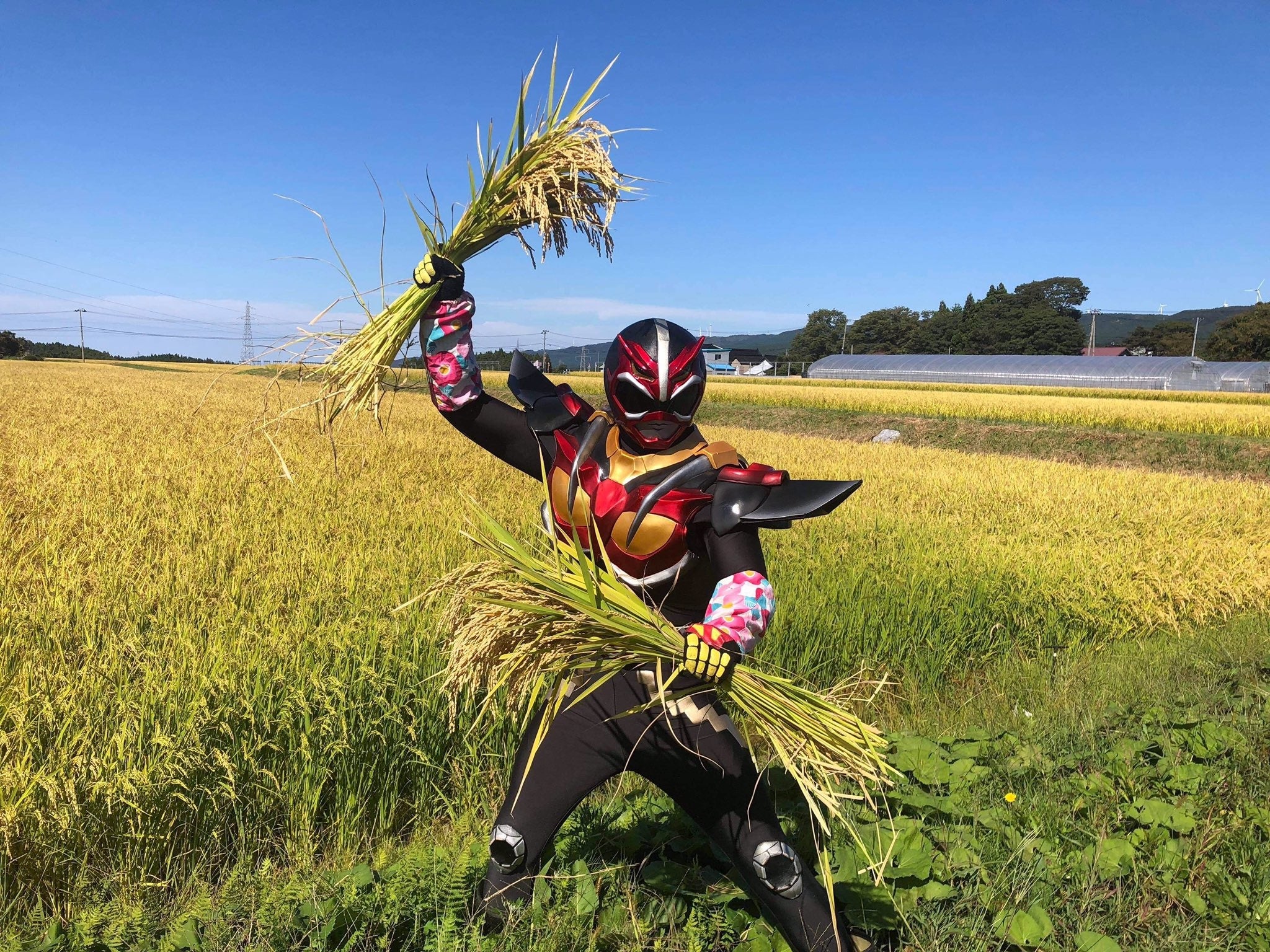 Twitterより・今年の稲刈りの様子