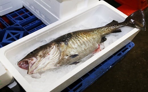 返礼品の鱈(たら)