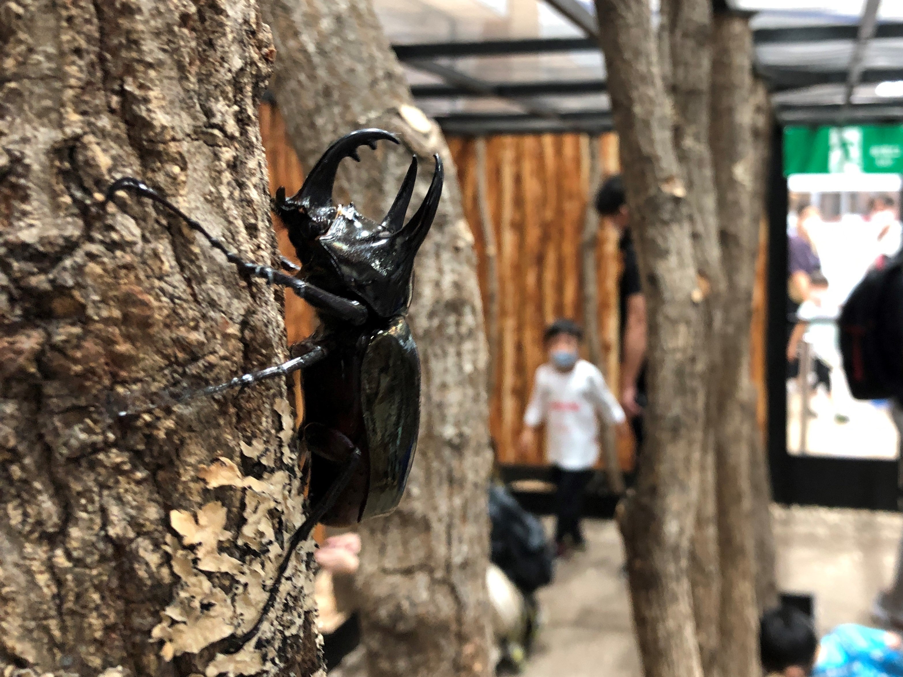 カブト・クワガタふれいあいの森2022.２