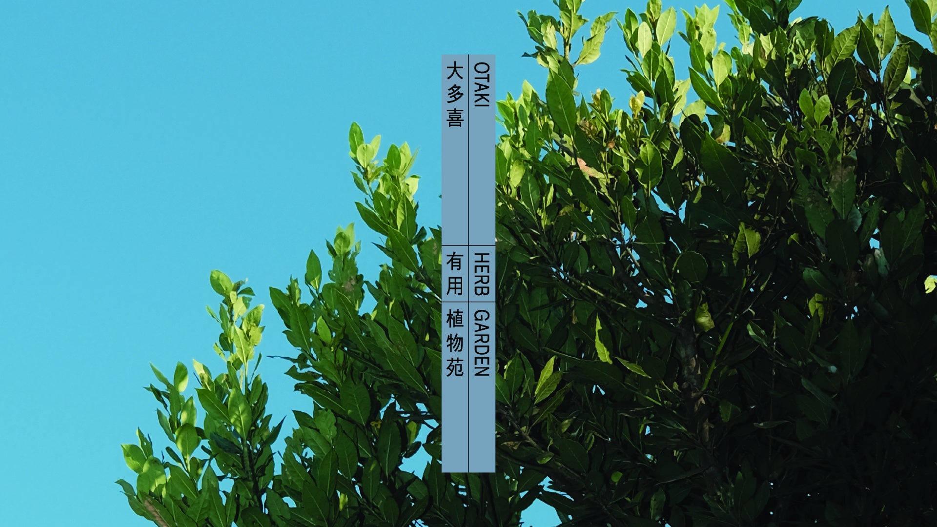 大多喜有用植物苑 グランドオープン