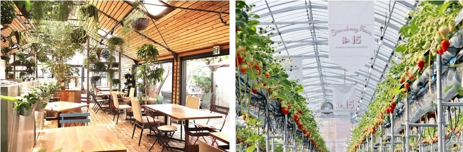 ファーム　アカサタ園芸さん専用！ 三浦園芸-Miura Farm (@mf.planta) • Instagram photos and videos