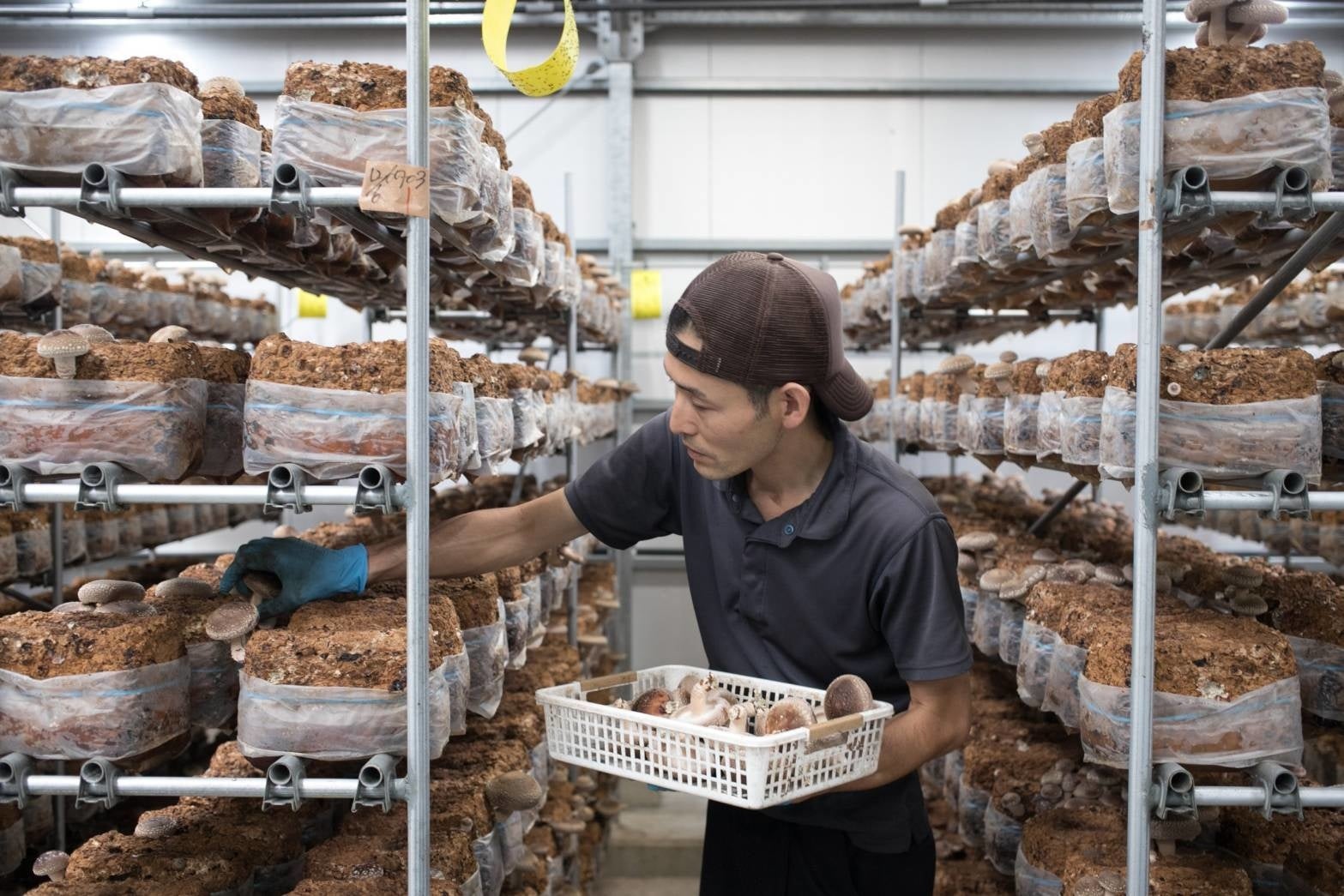 日本一の菌床しいたけ「のとっこ」