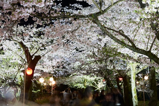 名園の夜は桜が主役になる10日間・宵闇に浮かび上がる夜桜「特別名勝 栗林公園 春のライトアップ」開催 名園の夜は桜が主役になる10日間・宵闇に浮かび上がる夜桜「特別名勝 栗林公園 春のライトアップ」開催