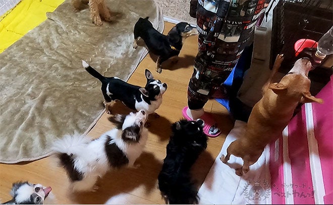 犬が触られて1番喜ぶ場所は でした 愛犬家100人に愛犬が1番触られて喜ぶ場所 をアンケート調査しました ドッグフードベストわんっ のプレスリリース