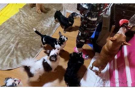 犬が触られて1番喜ぶ場所は でした 愛犬家100人に愛犬が1番触られて喜ぶ場所 をアンケート調査しました ドッグフードベストわんっ のプレスリリース 犬が触られて1番喜ぶ場所は でした 愛犬家100人に愛犬が1番触られて喜ぶ場所 をアンケート調査しました ドッグフードベストわんっ のプレスリリース