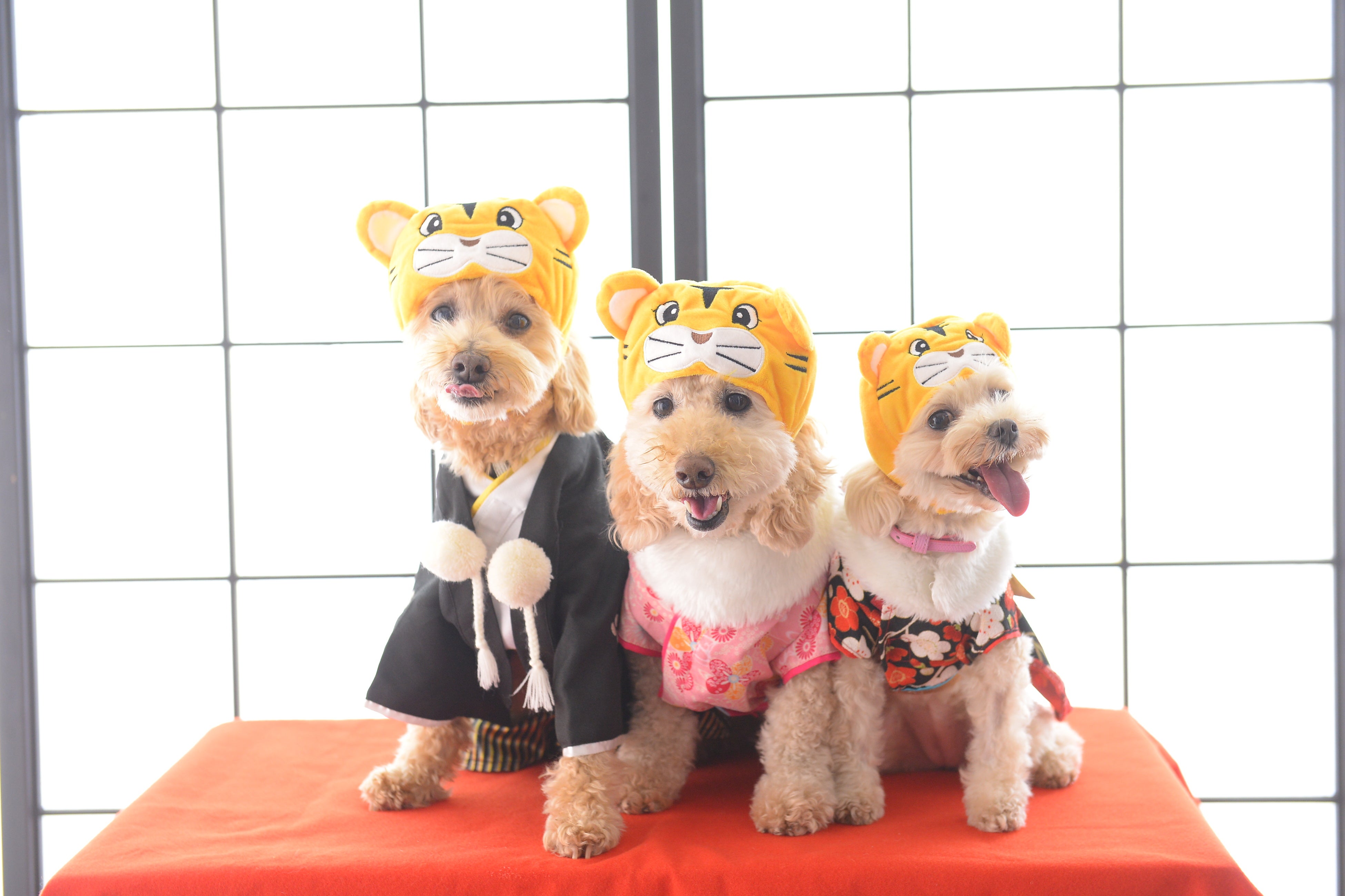 貸切型フォトスタジオCocoaペット撮影専門ブランド「＆fam」から会員制