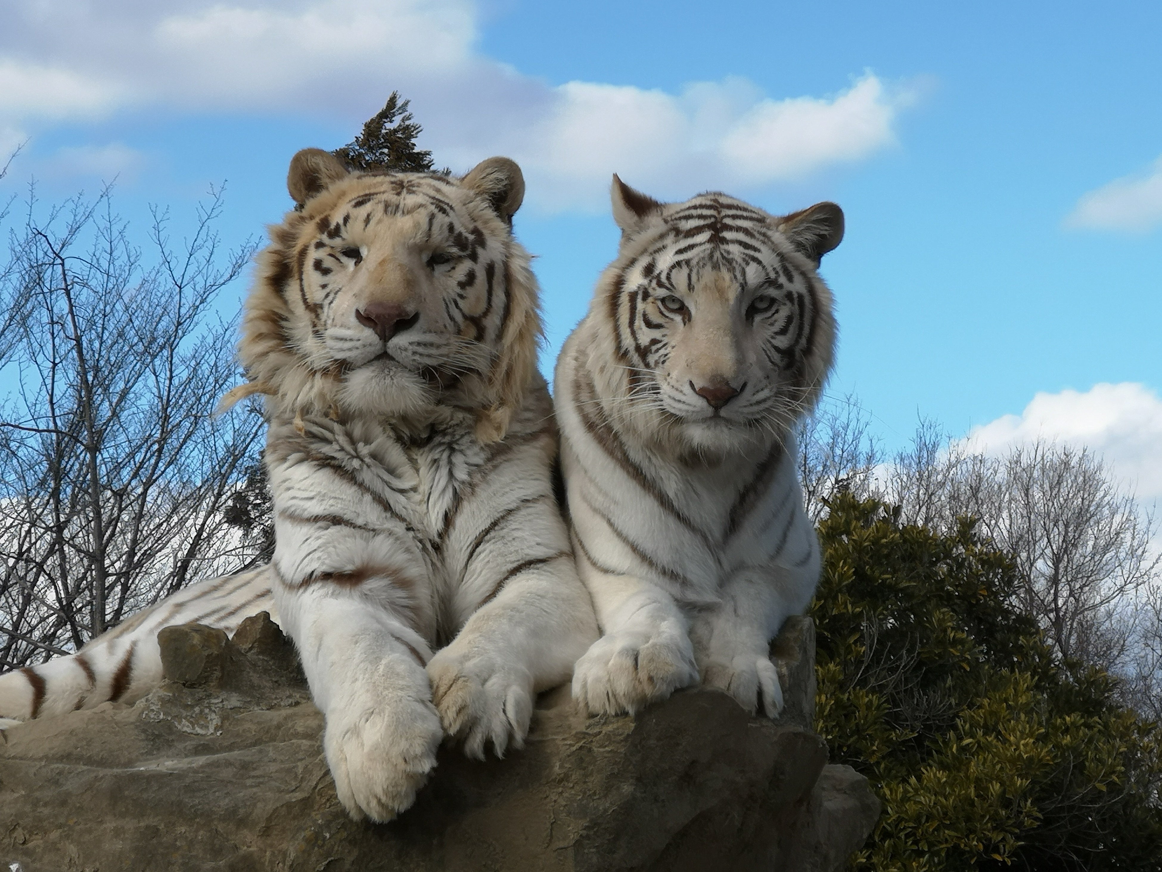 2023年3月14日に生まれたホワイトタイガー2頭についてお知らせいたし