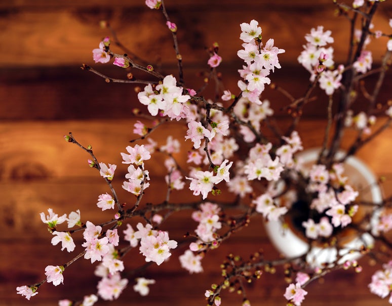 満開の「啓翁桜」で花見酒！花瓶に飾って蕾から葉桜までを愛でる