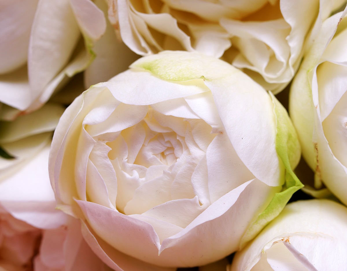 純白のバラが柔らかく優しく香る7本の花束 花持ちがよくボリュームのある セブンスターローズ は一般入手困難 生産者はたった3人の希少品種です 株式会社 食文化のプレスリリース 純白のバラが柔らかく優しく香る7本の花束 花持ちがよくボリュームのある セブンスターローズ は一般入手困難 生産者はたった3人の希少品種です 株式会社 食文化のプレスリリース