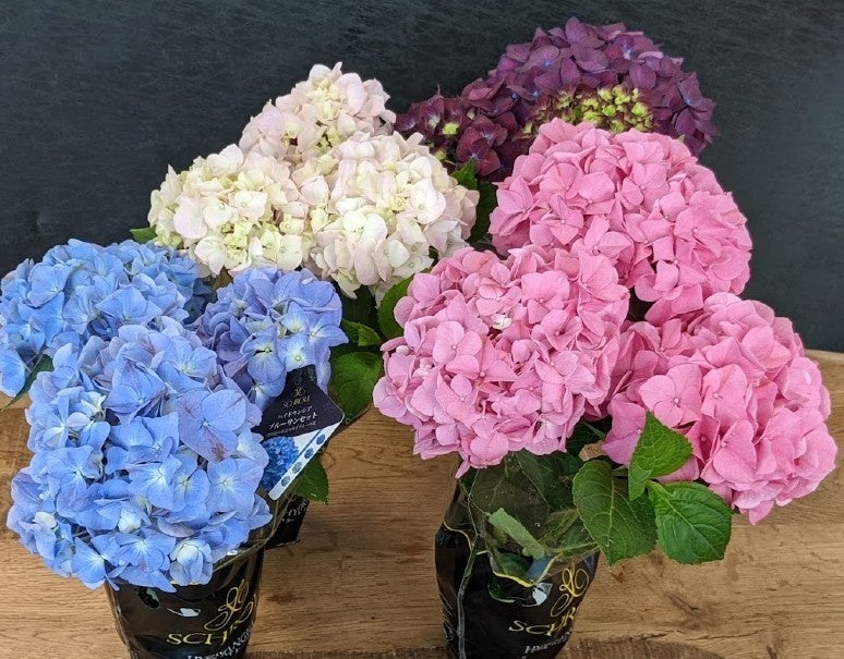 母の日に 間に合わなかった紫陽花 あじさい の行き先を見つける ロスフラワー削減 のための試みです 株式会社 食文化のプレスリリース
