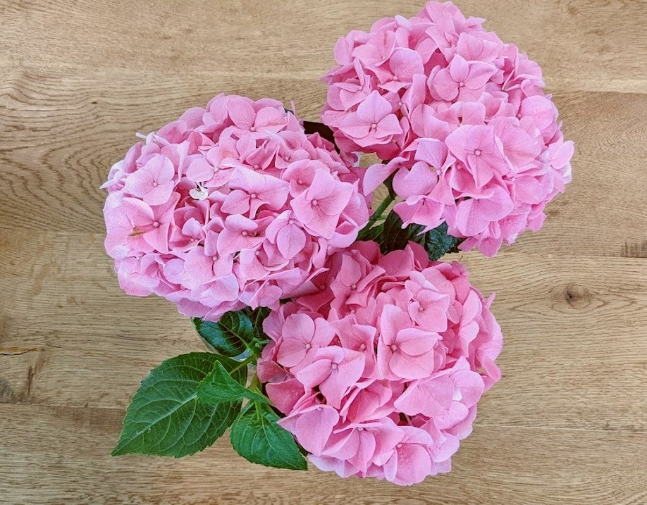 母の日に 間に合わなかった紫陽花 あじさい の行き先を見つける ロスフラワー削減 のための試みです 株式会社 食文化のプレスリリース 母の日に 間に合わなかった紫陽花 あじさい の行き先を見つける ロスフラワー削減 のための試みです 株式会社 食文化のプレスリリース