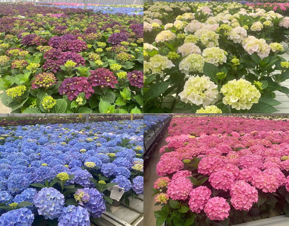 母の日に 間に合わなかった紫陽花 あじさい の行き先を見つける ロスフラワー削減 のための試みです 株式会社 食文化のプレスリリース 母の日に 間に合わなかった紫陽花 あじさい の行き先を見つける ロスフラワー削減 のための試みです 株式会社 食文化のプレスリリース