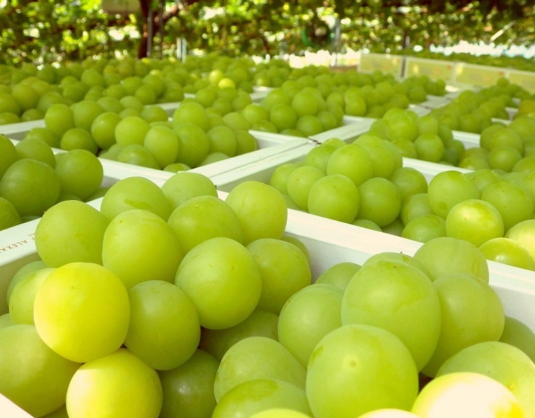 送料無料対象品：船穂ぶどう部会『マスカット・オブ・アレキサンドリア』特秀品