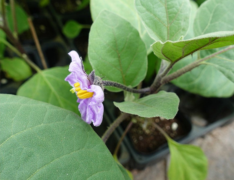 花の周り、茎や葉の裏にも鋭いトゲがある