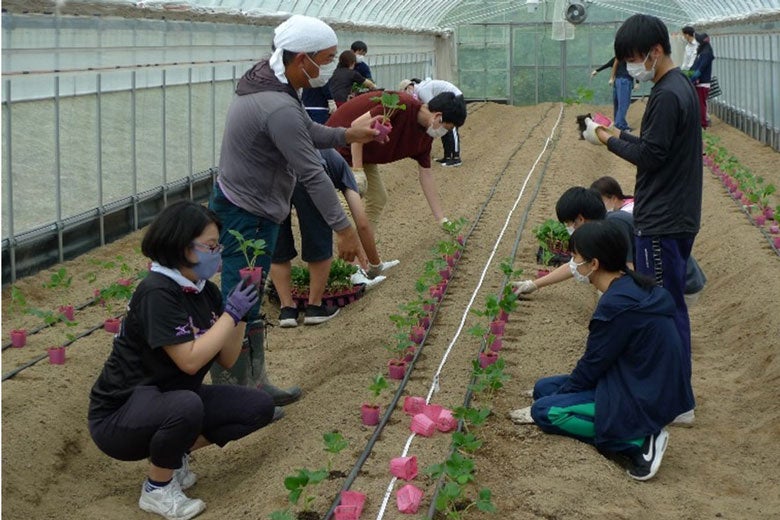 栽培指導を⾏う いちごの縁F（いちごのえん えっふぇ）の藤原さん（写真中央）