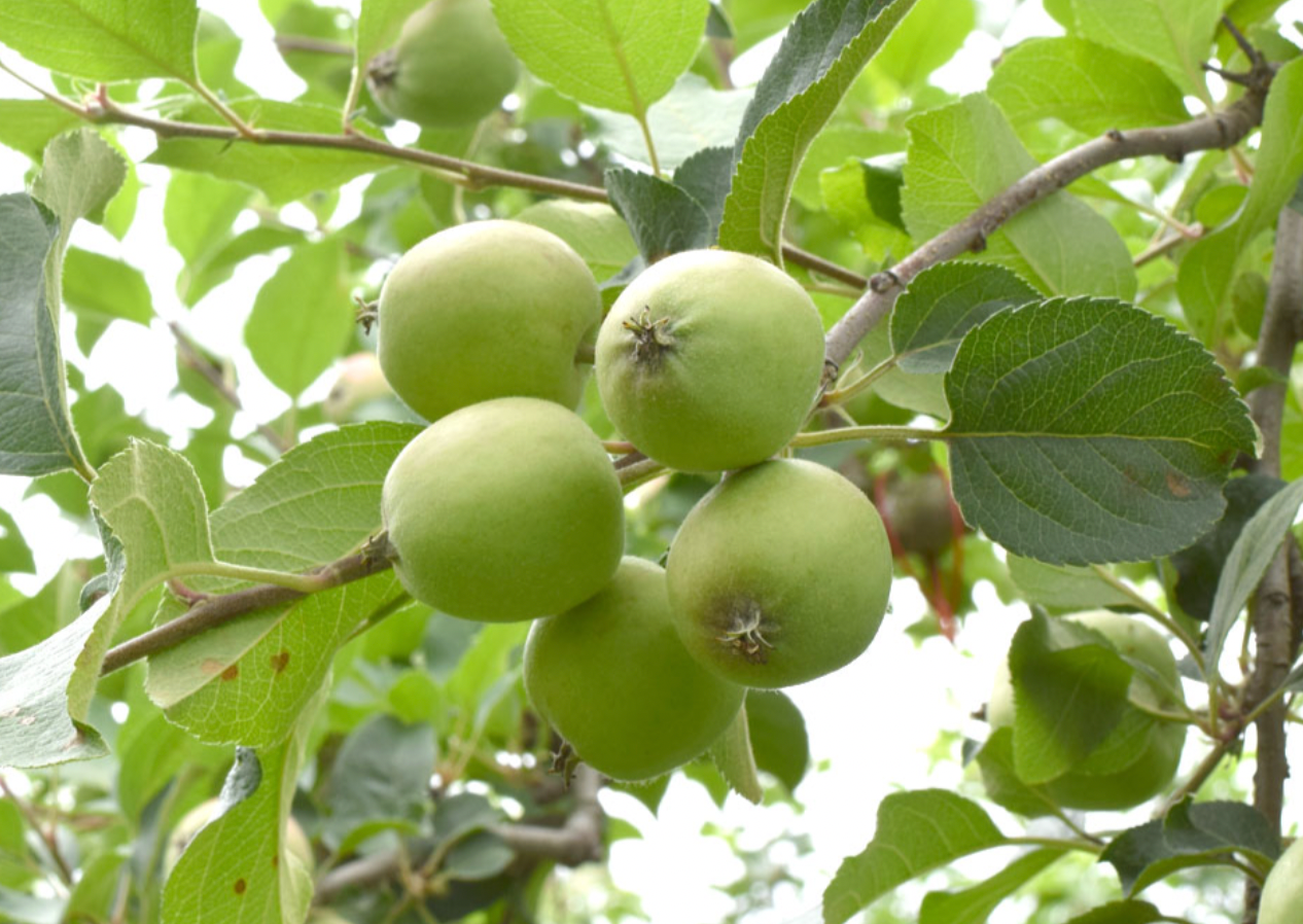 摘果の青リンゴ