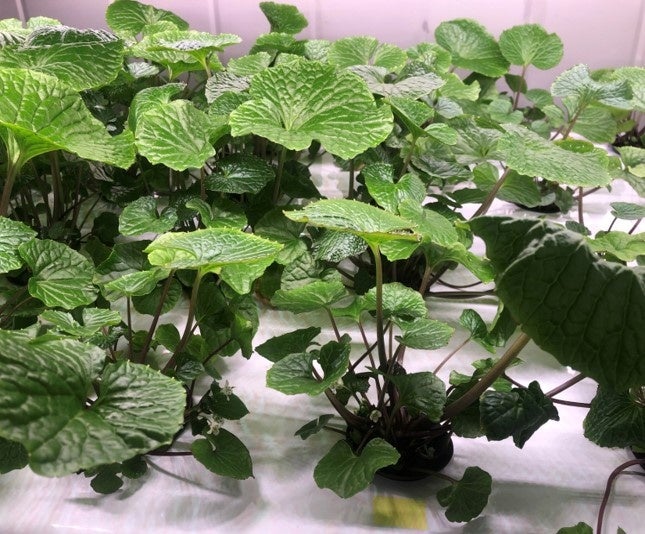 定植した『真妻わさび』