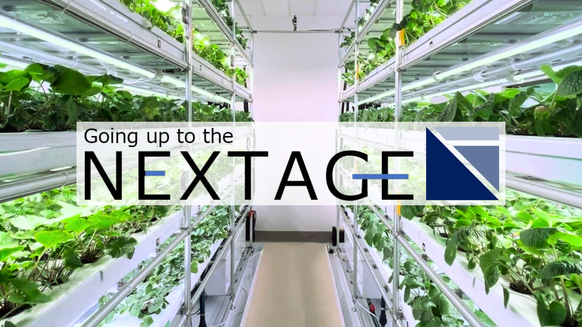 わさびの大規模植物工場での栽培技術開発を開始 | 株式会社NEXTAGEの わさびの大規模植物工場での栽培技術開発を開始 | 株式会社NEXTAGEの